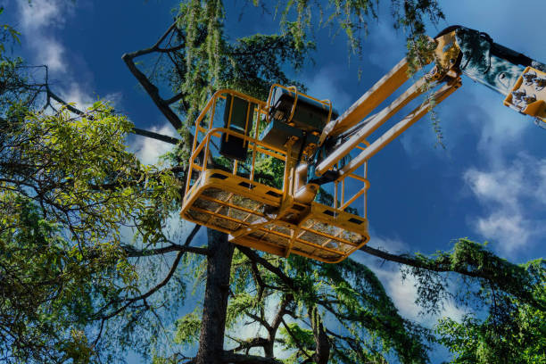 The Steps Involved in Our Tree Care Process in Erath, LA